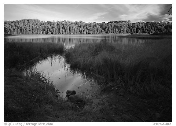 Grasses and East Chickenbone Lake. Isle Royale National Park (black and white)