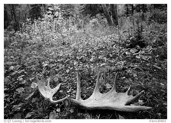 Fallen moose antlers in autumn forest. Isle Royale National Park (black and white)