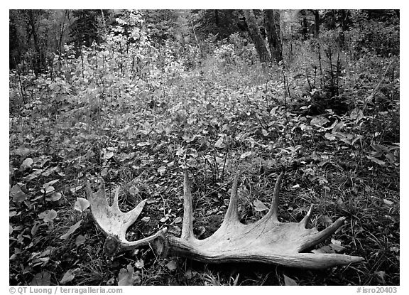 Fallen moose antlers in autumn forest. Isle Royale National Park, Michigan, USA.