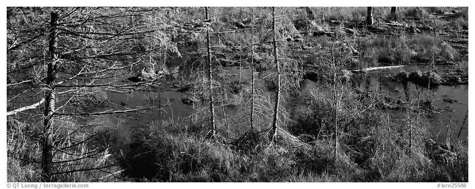 Beaver pond in autumn. Isle Royale National Park (black and white)