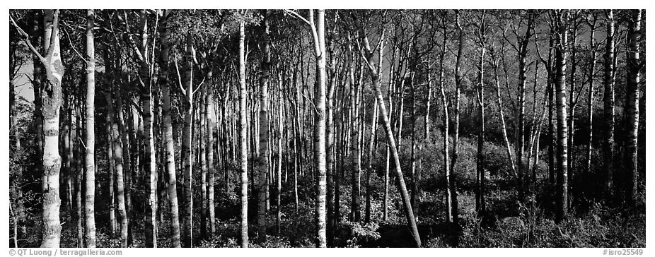 Birch north woods forest scene. Isle Royale National Park (black and white)