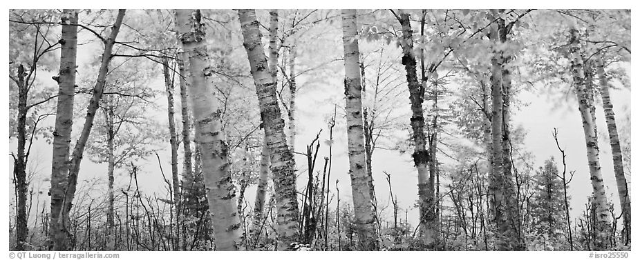 Birch trees with yellow autumn leaves. Isle Royale National Park (black and white)