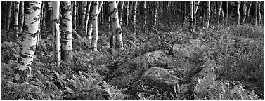 Ferns and north woods forest in autumn. Isle Royale National Park (Panoramic black and white)