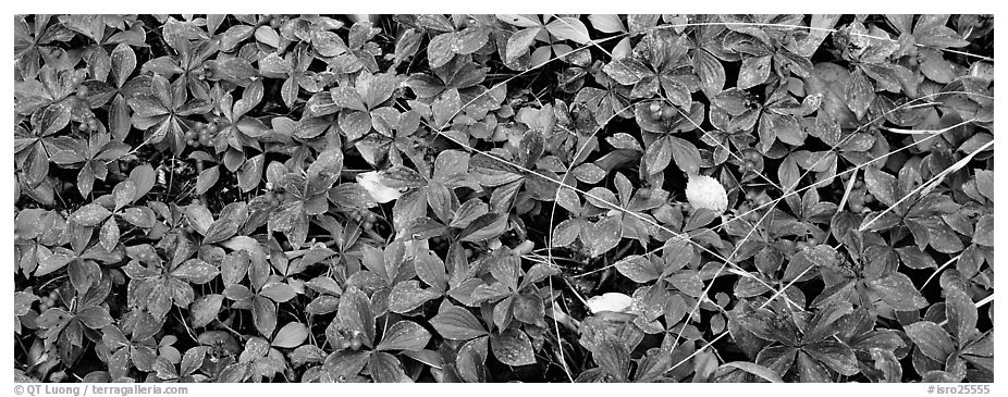 Close-up of berry leaves in autumn colors. Isle Royale National Park (black and white)