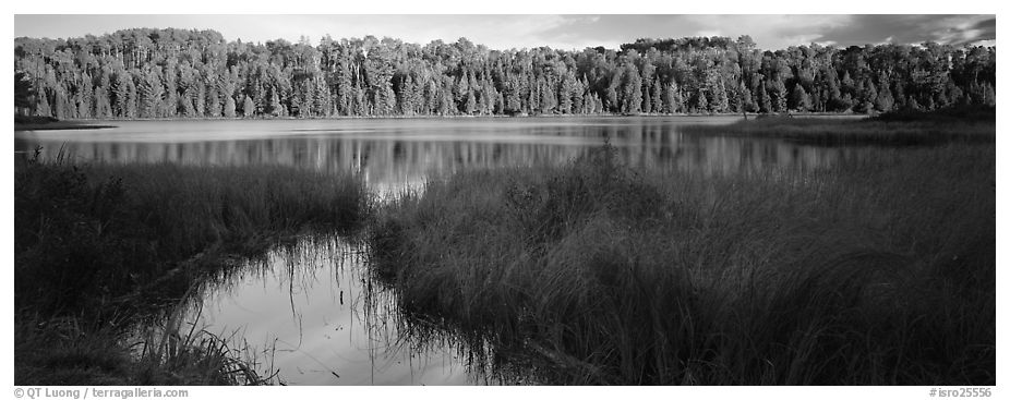 Forest landscape with grasses and lake. Isle Royale National Park (black and white)