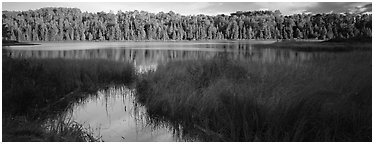 Forest landscape with grasses and lake. Isle Royale National Park (Panoramic black and white)