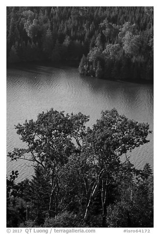 Trees above Duncan Bay. Isle Royale National Park (black and white)