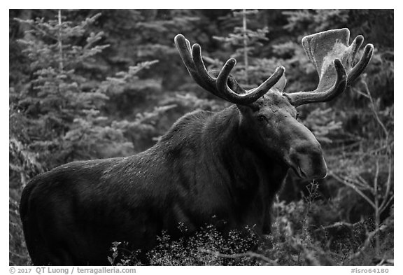 Large bull moose. Isle Royale National Park (black and white)