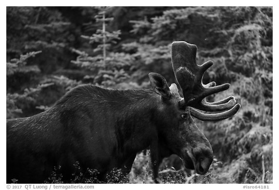 Bull moose. Isle Royale National Park (black and white)
