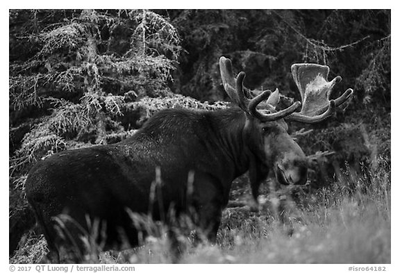 Bull moose in meadow. Isle Royale National Park (black and white)