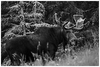 Bull moose in meadow. Isle Royale National Park ( black and white)
