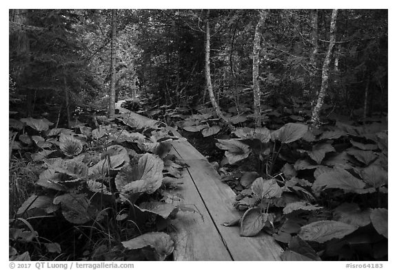 Boardwalk in forest. Isle Royale National Park (black and white)