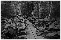 Boardwalk in forest. Isle Royale National Park ( black and white)