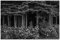 White blooms and dark forest. Isle Royale National Park ( black and white)