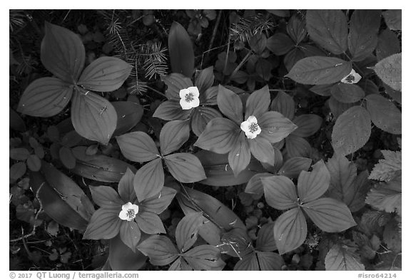 Forest undergrowth with white flowers, Passage Island. Isle Royale National Park (black and white)
