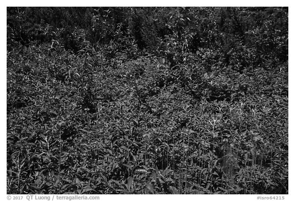 Dense summer vegetation, Passage Island. Isle Royale National Park (black and white)