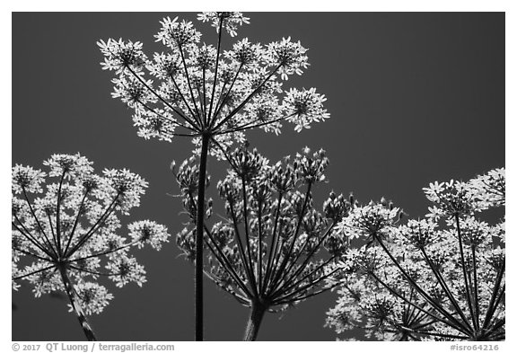 Looking up Cow Parsnip. Isle Royale National Park (black and white)