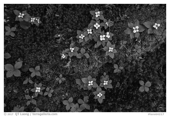 Forest undergrowth with white flowers, Passage Island. Isle Royale National Park (black and white)