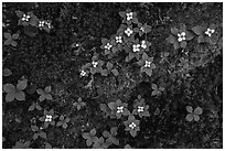 Forest undergrowth with white flowers, Passage Island. Isle Royale National Park ( black and white)