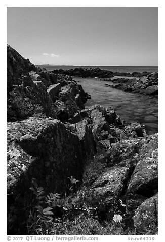 Red Flower and rocky lakeshore of Passage Island. Isle Royale National Park (black and white)