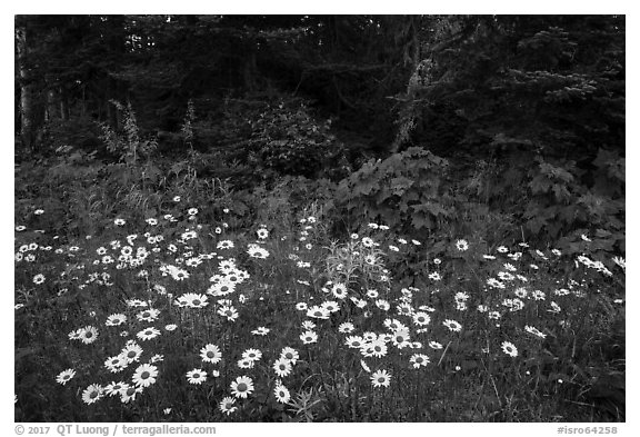 Daisies and forest, Mott Island. Isle Royale National Park (black and white)