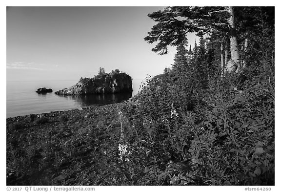 Wildflowers, offshore islet, and Lake Superior, Mott Island. Isle Royale National Park (black and white)