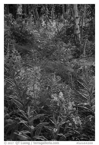 Fireweed starting bloom, Caribou Island. Isle Royale National Park (black and white)