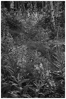 Fireweed starting bloom, Caribou Island. Isle Royale National Park ( black and white)