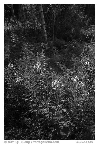 Backlit fireweed, Caribou Island. Isle Royale National Park (black and white)