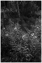 Backlit fireweed, Caribou Island. Isle Royale National Park ( black and white)