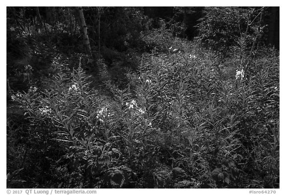 Fireweed and dense forest, Caribou Island. Isle Royale National Park (black and white)