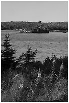 Fireweed, inlet, and forest, Caribou Island. Isle Royale National Park ( black and white)