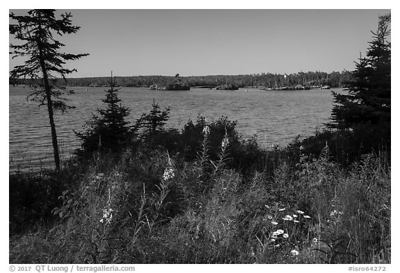 Fireweed, water, and forest, Caribou Island. Isle Royale National Park (black and white)