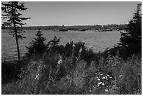 Fireweed, water, and forest, Caribou Island. Isle Royale National Park ( black and white)