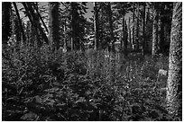 Dense forest vegetation in summer, Caribou Island. Isle Royale National Park ( black and white)