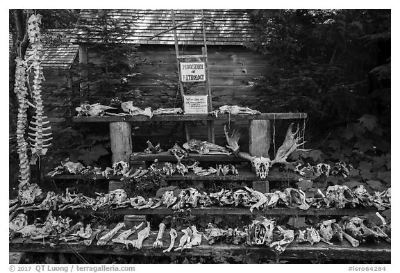 Mooseum of pathology. Isle Royale National Park (black and white)