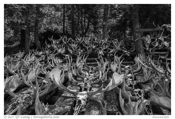 Collection of moose antlers and skulls. Isle Royale National Park (black and white)