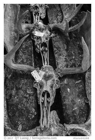 Labeled moose antlers and skulls. Isle Royale National Park (black and white)