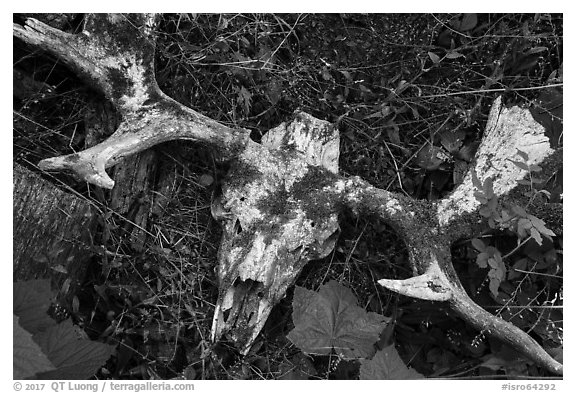 Moose skull with attached antlers. Isle Royale National Park (black and white)