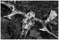 Moose skull with attached antlers. Isle Royale National Park ( black and white)