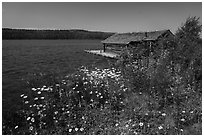 Fish House and wildflowers, Edisen Fishery. Isle Royale National Park ( black and white)
