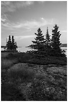 Yellow wildflowers, Moskey Basin, Rock Harbor in the distance. Isle Royale National Park ( black and white)