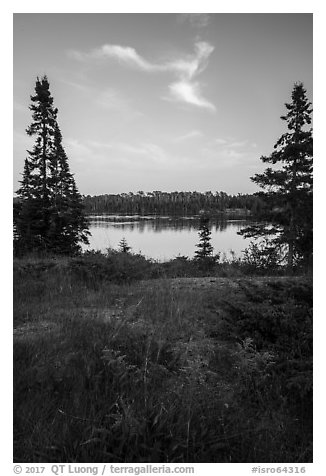 Yellow wildflowers, Moskey Basin. Isle Royale National Park (black and white)