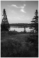 Yellow wildflowers, Moskey Basin. Isle Royale National Park ( black and white)