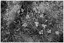 Close-up of wildflowers and lichen. Isle Royale National Park ( black and white)