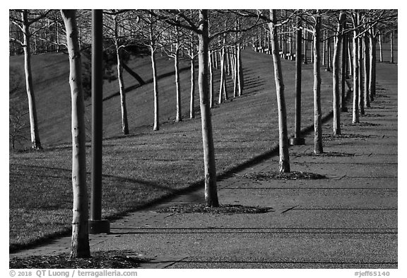 Rosehill Ash monoculture lining up curved pathways in winter. Gateway Arch National Park (black and white)