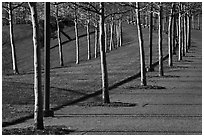 Rosehill Ash monoculture lining up curved pathways in winter. Gateway Arch National Park ( black and white)