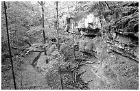 Trees and limestome cliffs in the fall. Mammoth Cave National Park, Kentucky, USA. (black and white)