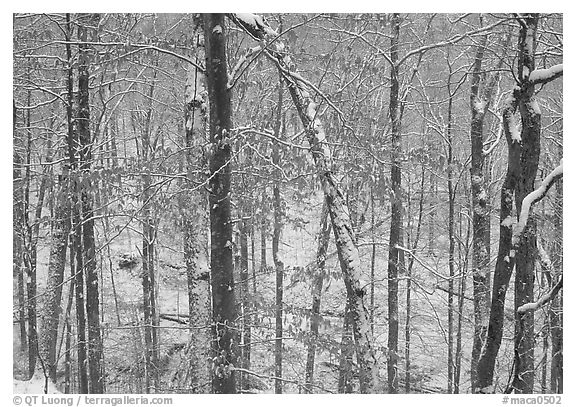 Trees in winter with snow and old leaves. Mammoth Cave National Park, Kentucky, USA.