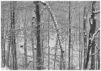 Trees in winter with snow and old leaves. Mammoth Cave National Park, Kentucky, USA. (black and white)